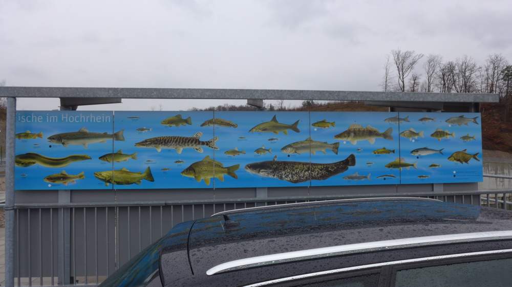 Der Hochrhein: Lebensraum zahlreicher Fischarten. Auch Lachse gehören jetzt wieder dazu.