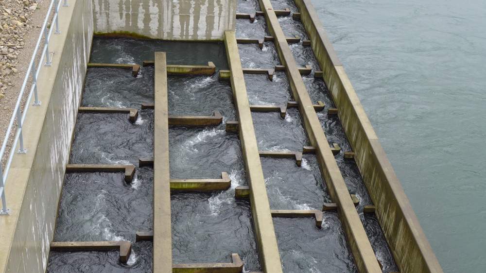 Spezielle Fischaufstiegsbecken ermöglichen den Fischen, stromaufwärts am Wasserkraftwerk vorbeizukommen. So erreichen unter anderem Lachse ihre Laichgebiete.