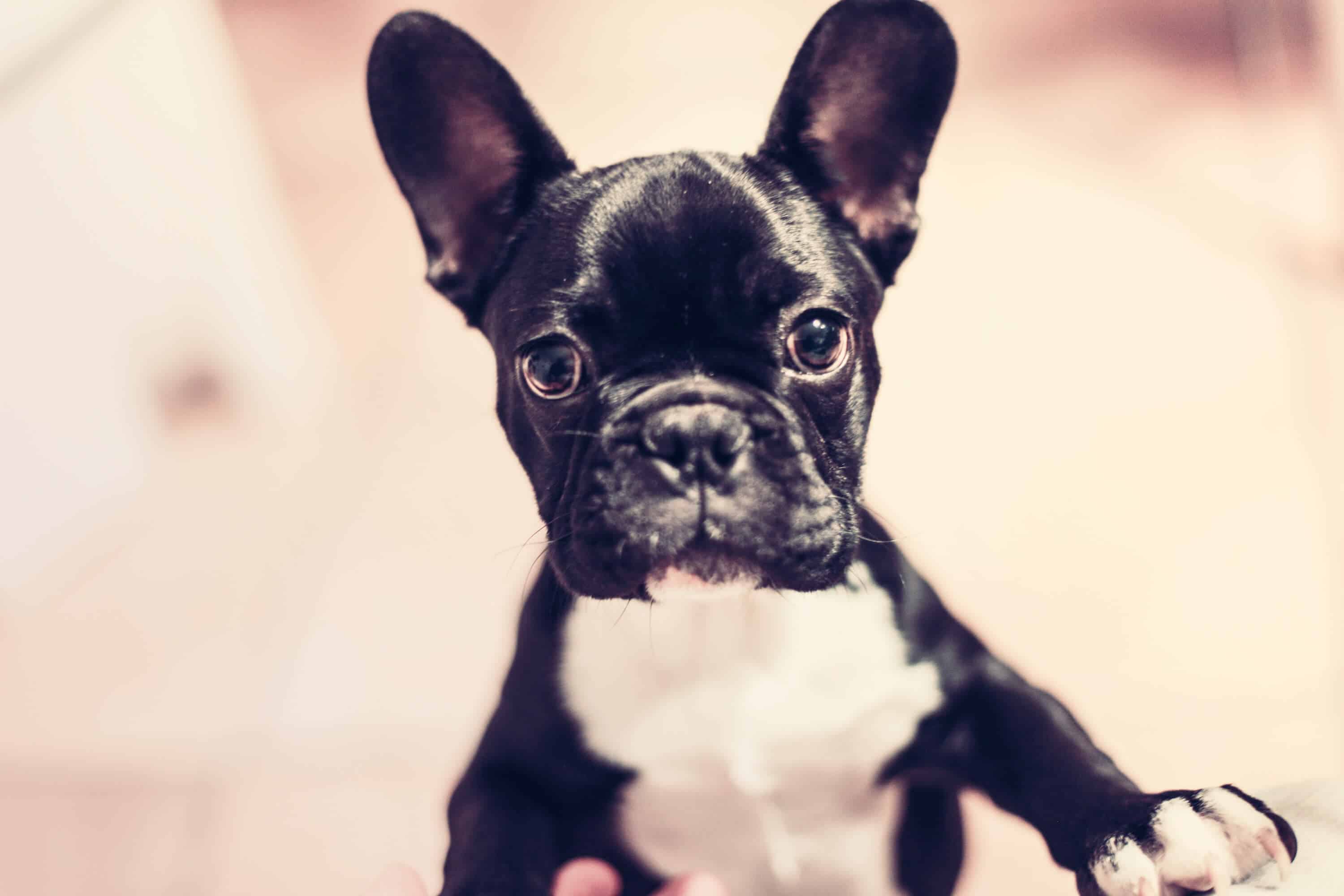 Lustiger Hund