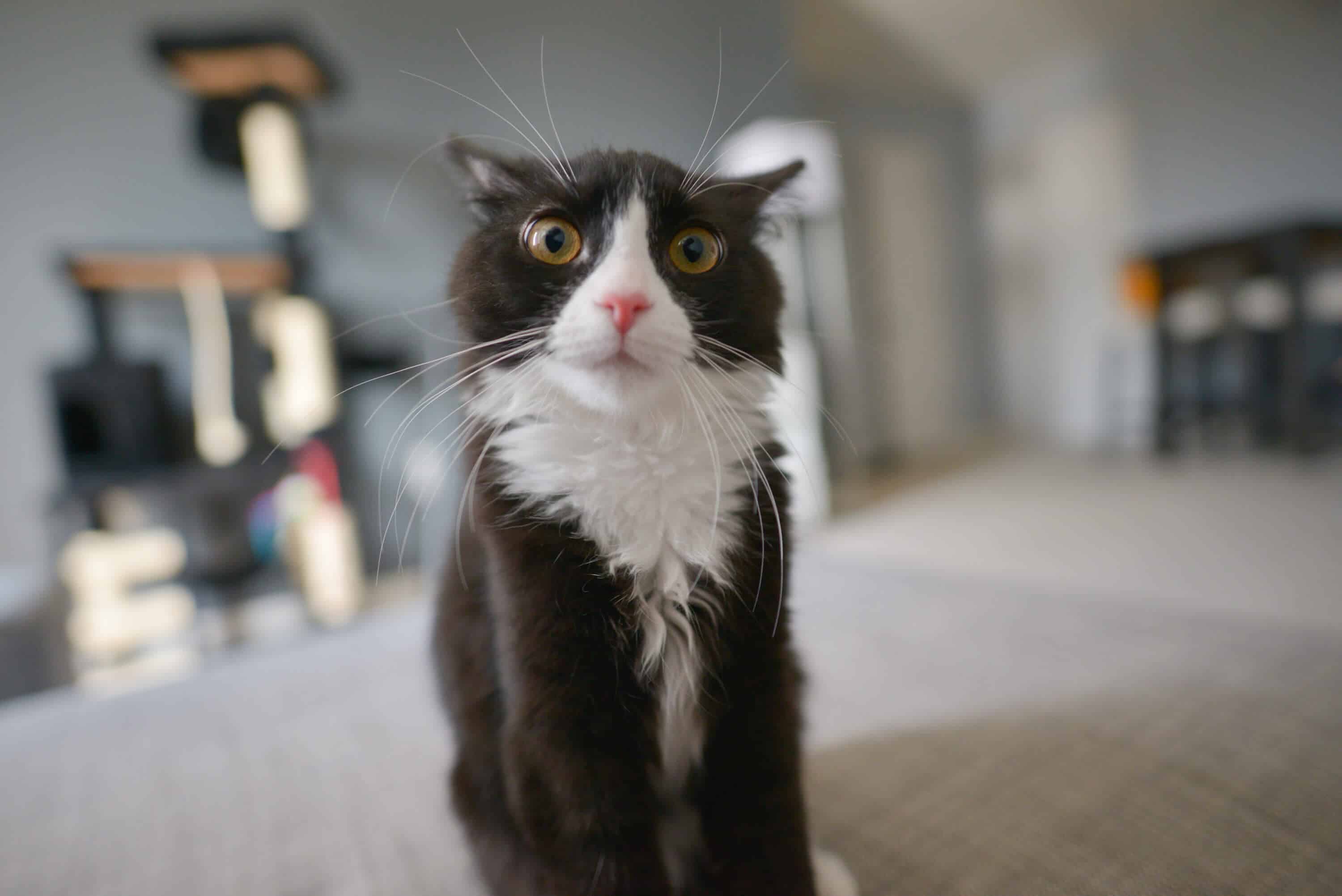 Lustige Katze