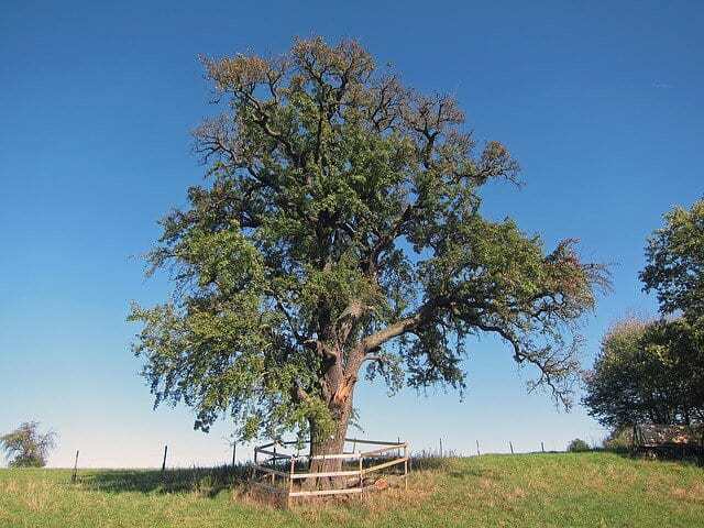 Natur bei Albstadt Natur bei Albstadt