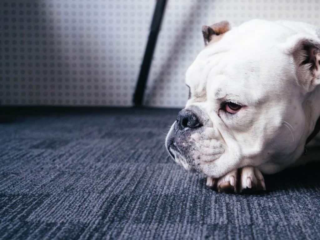 Skeptischer Blick, hier beispielhaft von einem Hund